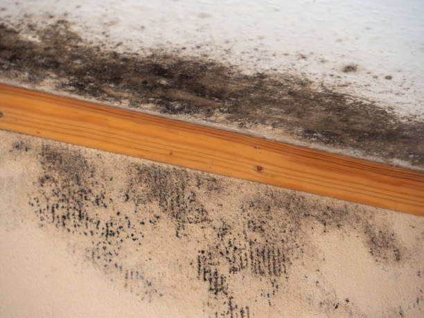 Best Mold Remediation for Healthcare Facilities  in Serenada, TX